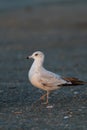 Ring billed gull reasting at seaside