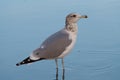 Ring billed gull reasting at seaside