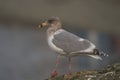 Ring billed gull reasting at seaside