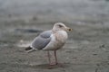 Ring billed gull reasting at seaside