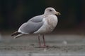 Ring billed gull reasting at seaside