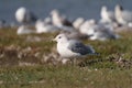 Ring billed gull reasting at seaside