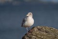 Ring billed gull reasting at seaside