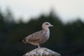 Ring billed gull reasting at seaside