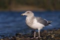 Ring billed gull reasting at seaside