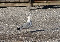 Ring-billed Gull on the Rocks