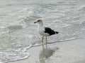 Ring billed gull on Sanibel island Royalty Free Stock Photo