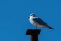 Ring-billed Gull standing on a metal post in a marina Royalty Free Stock Photo