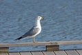 Ring-billed gull standing on a pier