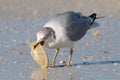 Ring-billed Gull with Sunray Venus Clam, Honeymoon Island State Park, Florida Royalty Free Stock Photo