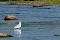 Ring-Billed Gull wading for fish in the shallows.