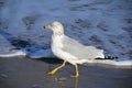 Ring-billed gull walking Royalty Free Stock Photo