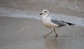 Ring Billed Gull Royalty Free Stock Photo