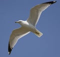 Ring Billed Gull Watching Royalty Free Stock Photo