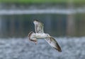 ring billed gull (Larus delawarensis) in flight with Southern Leopard frog (Lithobates sphenocephalus) Royalty Free Stock Photo