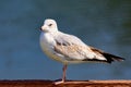 Ring-billed GullLarus delawarensis