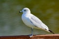 Ring-billed GullLarus delawarensis