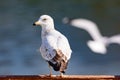 Ring-billed GullLarus delawarensis