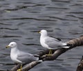 Ring-billed Gulls Royalty Free Stock Photo