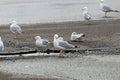 Ring-billed gulls Royalty Free Stock Photo