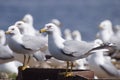 Seagulls - Ring-billed Gulls Royalty Free Stock Photo