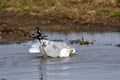 A Ring-billed gulls in a flooded field