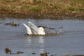 A Ring-billed gulls in a flooded field Royalty Free Stock Photo