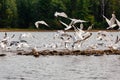 Ring-billed Gulls flying off of a rock pile on Lake Nokomis, Wisconsin Royalty Free Stock Photo