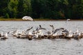 Ring-billed Gulls flying off of a rock pile on Lake Nokomis, Wisconsin Royalty Free Stock Photo