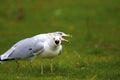 Ring-billed Gulls 817210