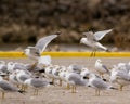 Ring-billed Gulls in Illinois in Winter Royalty Free Stock Photo