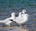 Ring Billed Gulls Or Larus Delawarensis Royalty Free Stock Photo