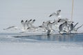 Ring Billed Gulls Lifting Off Thin Lake Ice Royalty Free Stock Photo