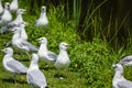 Ring-billed Gulls Royalty Free Stock Photo