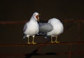 Ring-billed gulls perched on a metal fence.