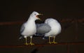 Ring-billed gulls perched on a metal fence.