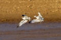 Ring-billed Gulls Playing Royalty Free Stock Photo