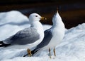 Ring Billed Gulls Standing In Snow Royalty Free Stock Photo
