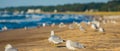 Ring billed gulls Royalty Free Stock Photo