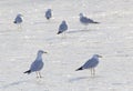 Ring-billed gulls Royalty Free Stock Photo
