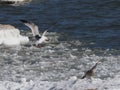 Ring-billed gulls (Larus delawarensis) in icy waters Royalty Free Stock Photo