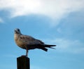 Ring-billed Seagull