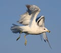 Ring-billed Seagull