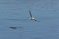 Ring-billed seagull fishing