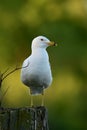 A Ring-billed Seagull sits perched on a fence post Royalty Free Stock Photo