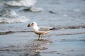 Ring Bill Seagull standing in the water on a beach with large clam in it`s beak