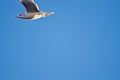 Ring-billed Seagull at Sunrise over Canyon, Texas in the Panhandle.