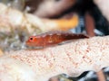Ring-eye pygmy goby Royalty Free Stock Photo