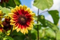 A ring of fire sunflower in a field Royalty Free Stock Photo