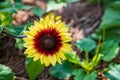 A ring of fire sunflower shown up close Royalty Free Stock Photo